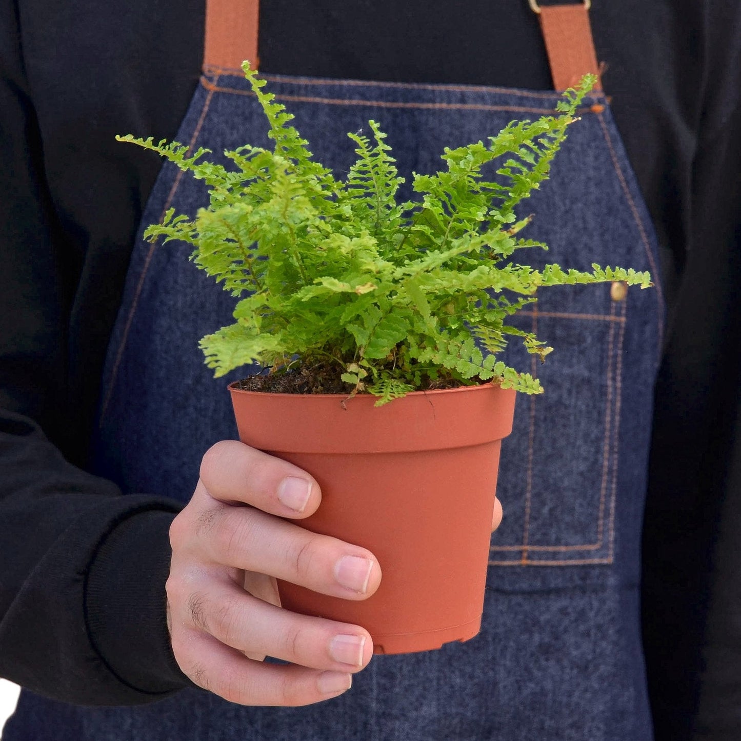 Cotton Candy Fern 4" potted plant