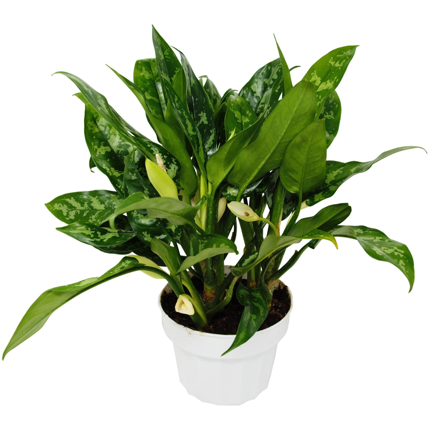 Chinese Evergreen 'Maria' potted plant