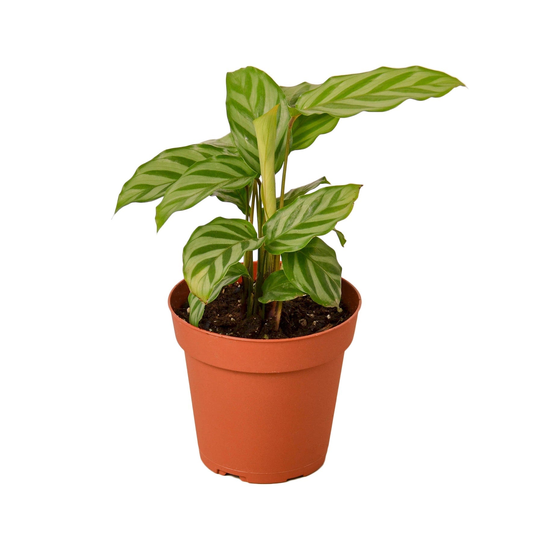 Calathea Concinna 'Freddie' 4" potted plant