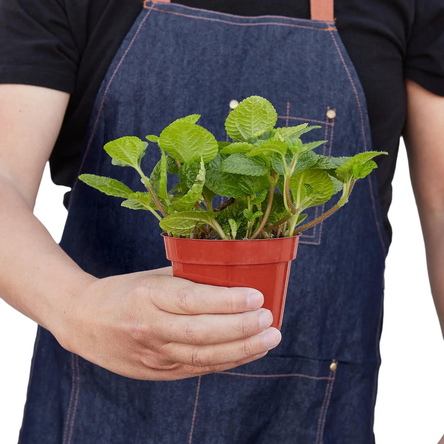 Pilea 'Crinkle' 4" potted plant