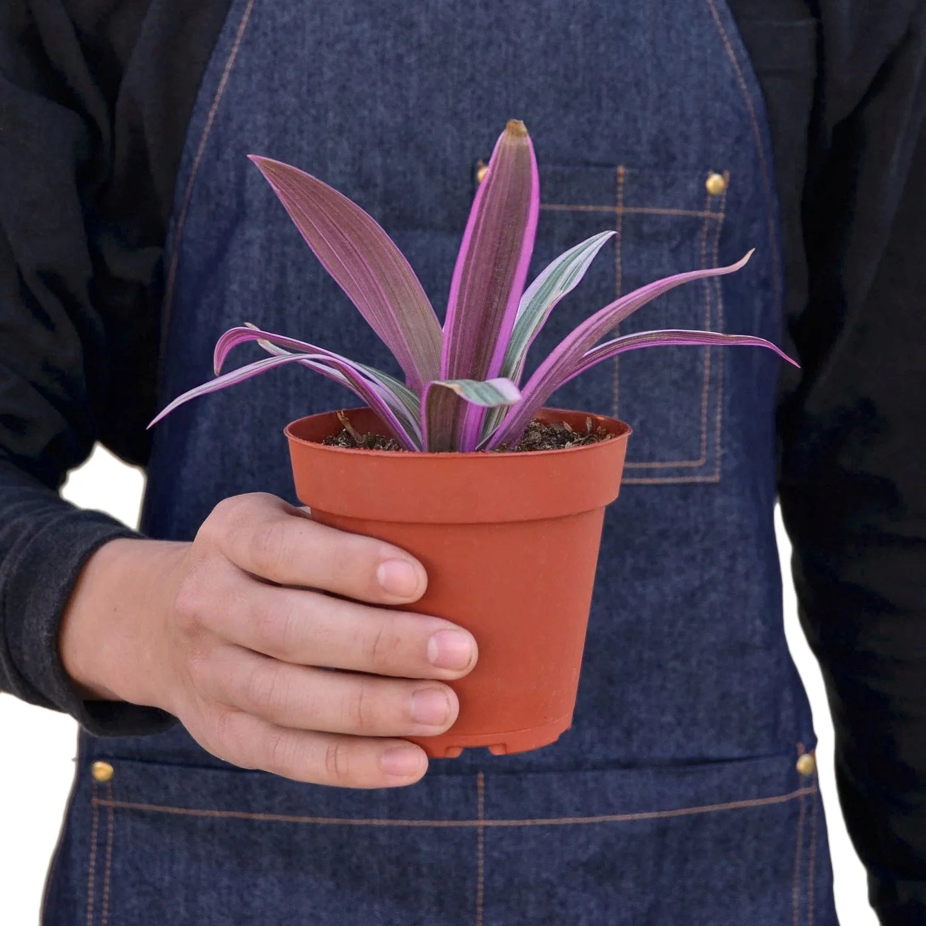 Oyster Plant 'Moses in the Cradle' potted plant