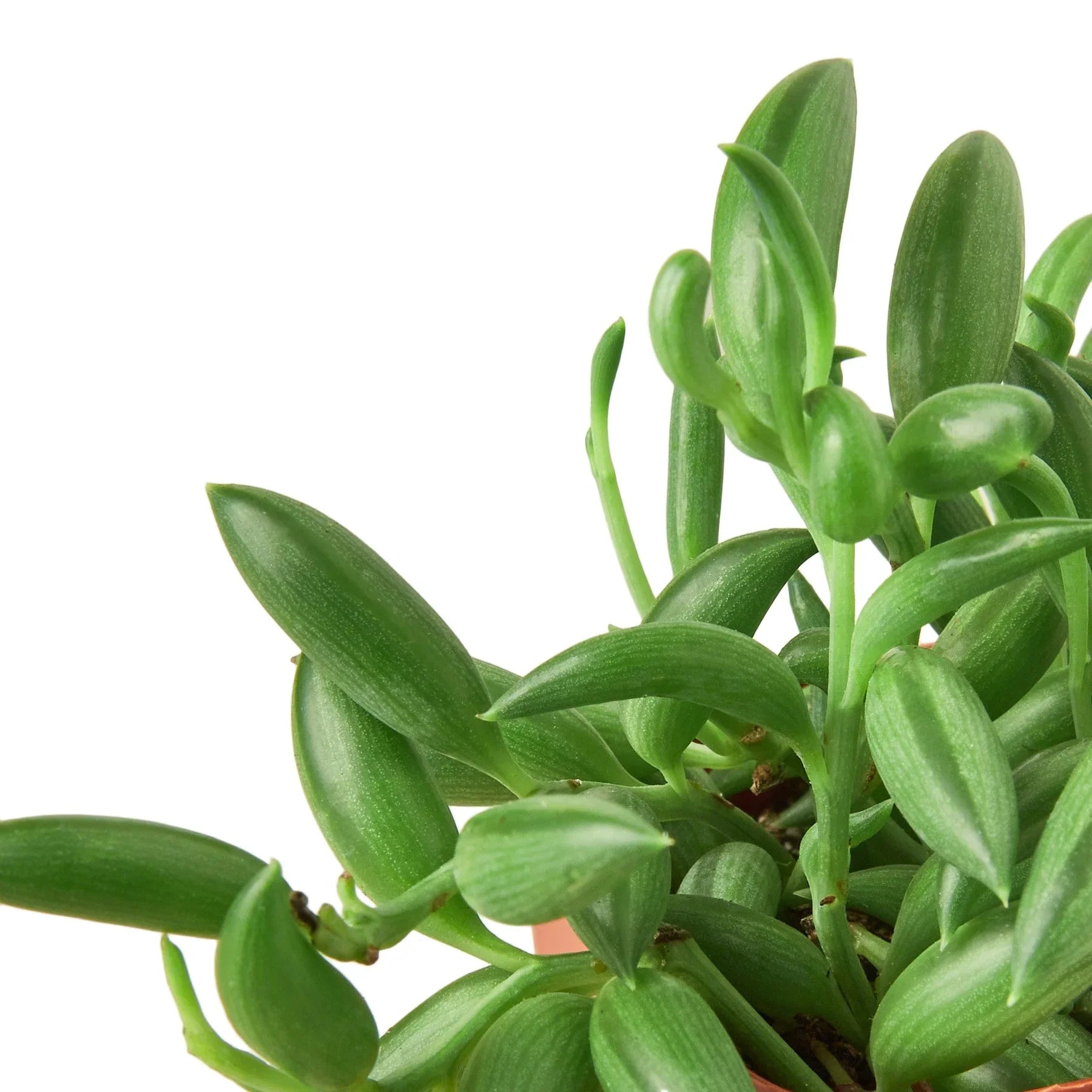 Succulent 'String of Bananas' potted plant