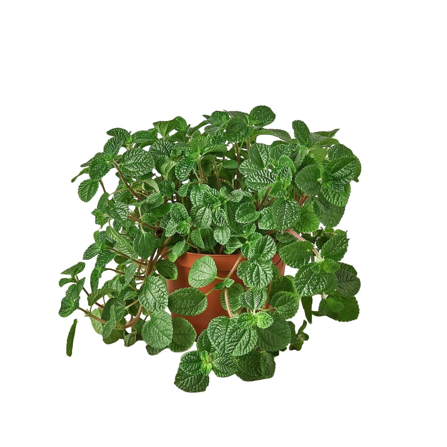 Pilea 'Crinkle' 4" potted plant
