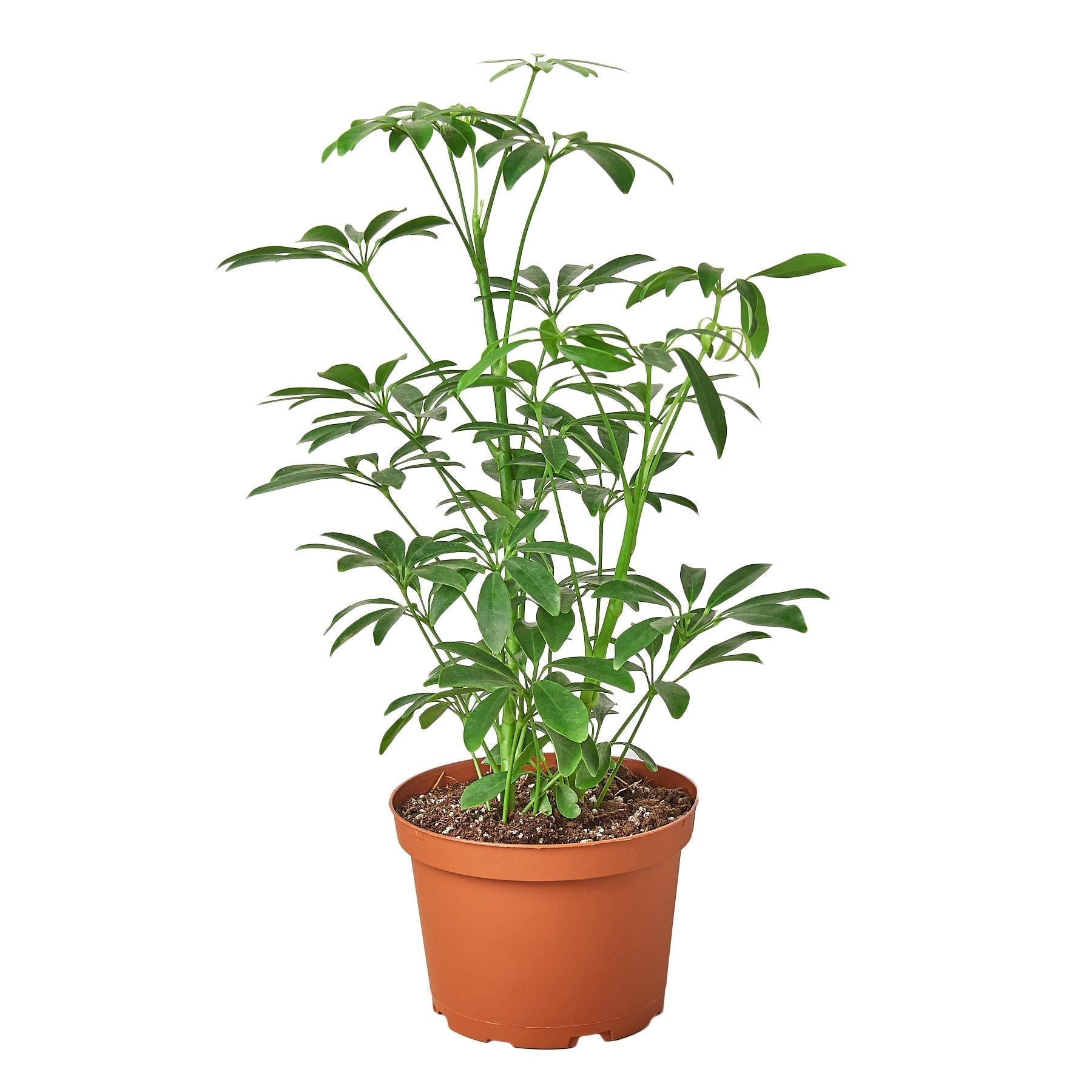 Schefflera Arboricola 'Umbrella' 6" potted plant