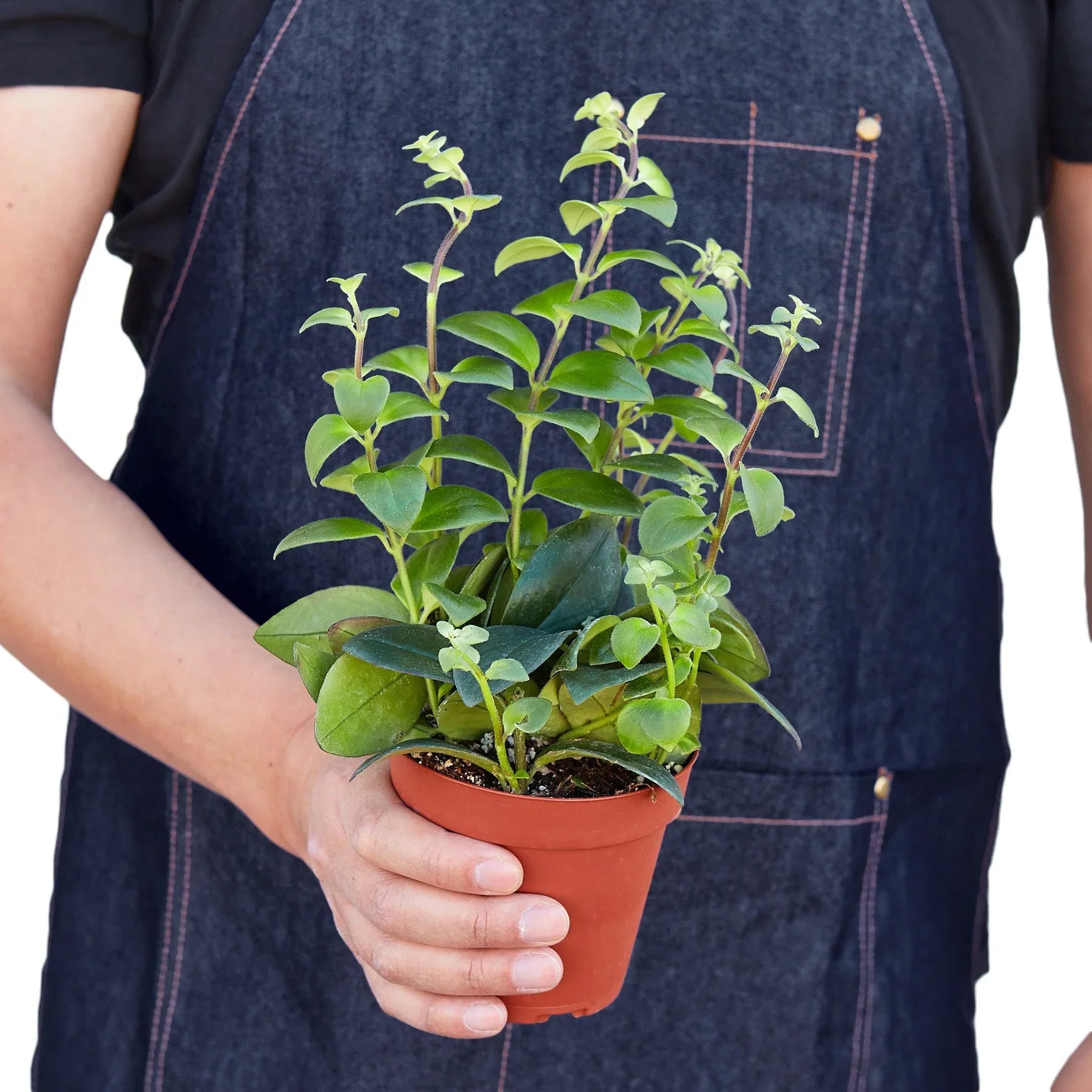 Lipstick Plant 4" potted plant