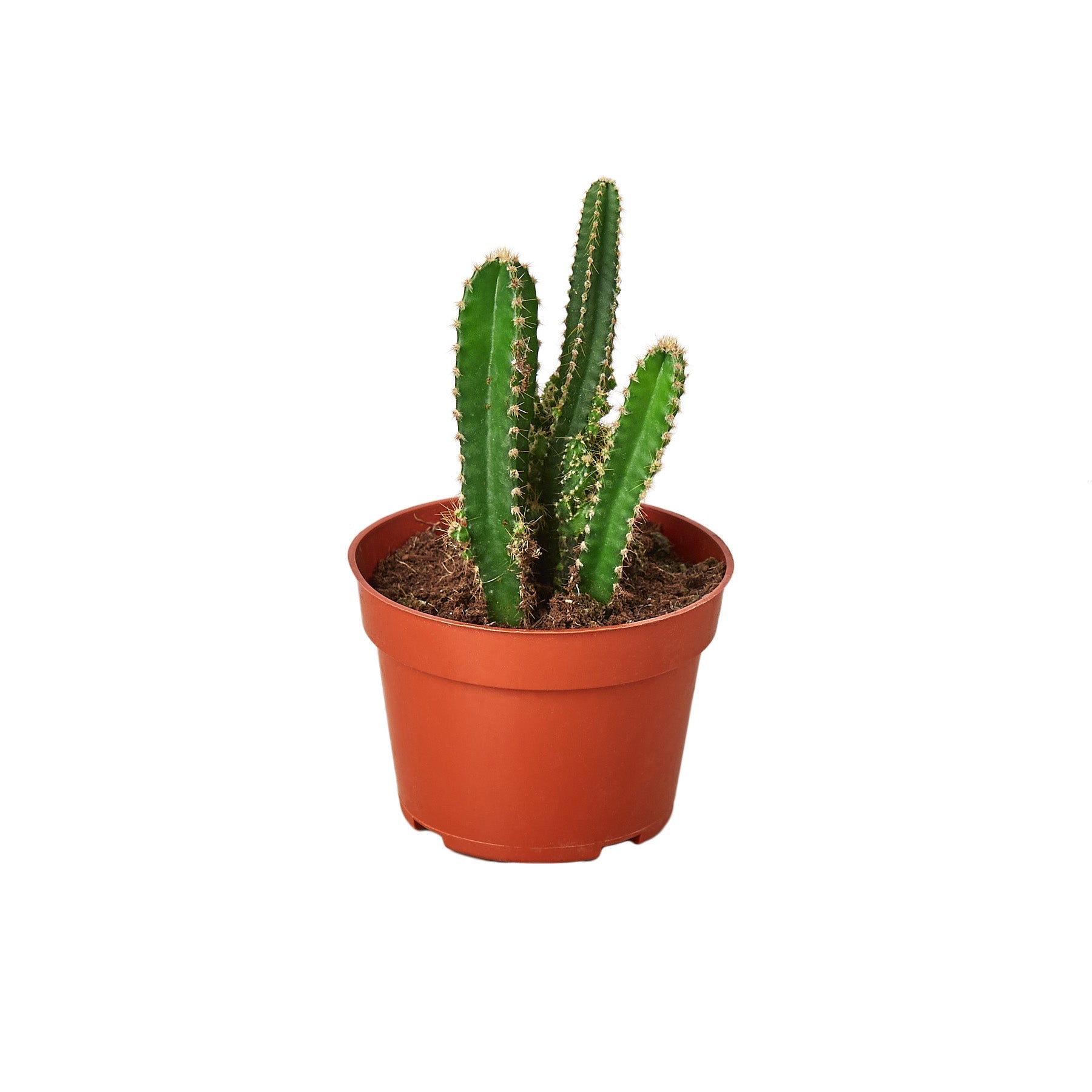 Fairy Castle Cactus potted plant