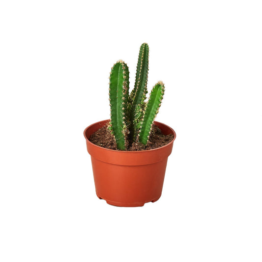 Fairy Castle Cactus potted plant