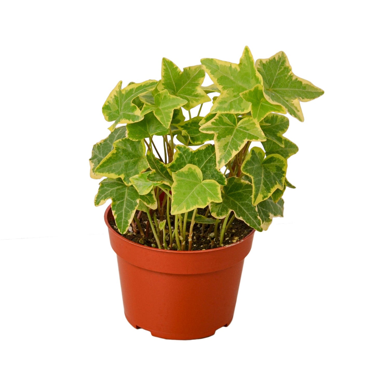 English Ivy Gold Child 4" potted plant