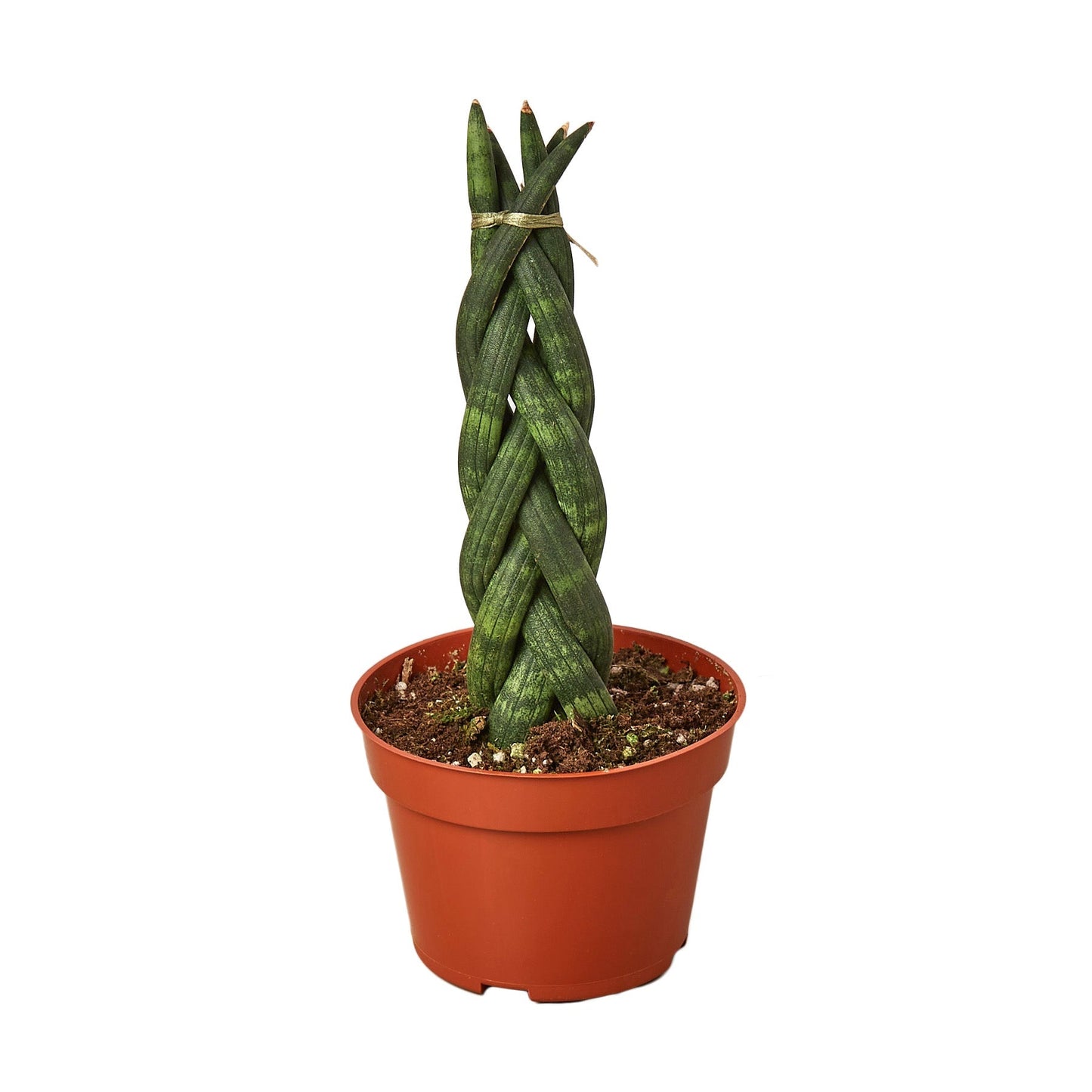 Snake Plant Braided 4" potted plant