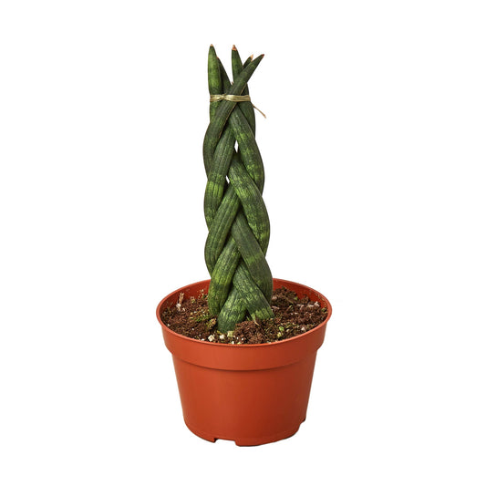 Snake Plant Braided 4" potted plant
