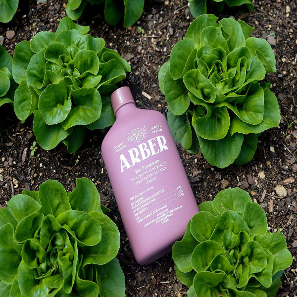 Organic Bio Fungicide potted plant