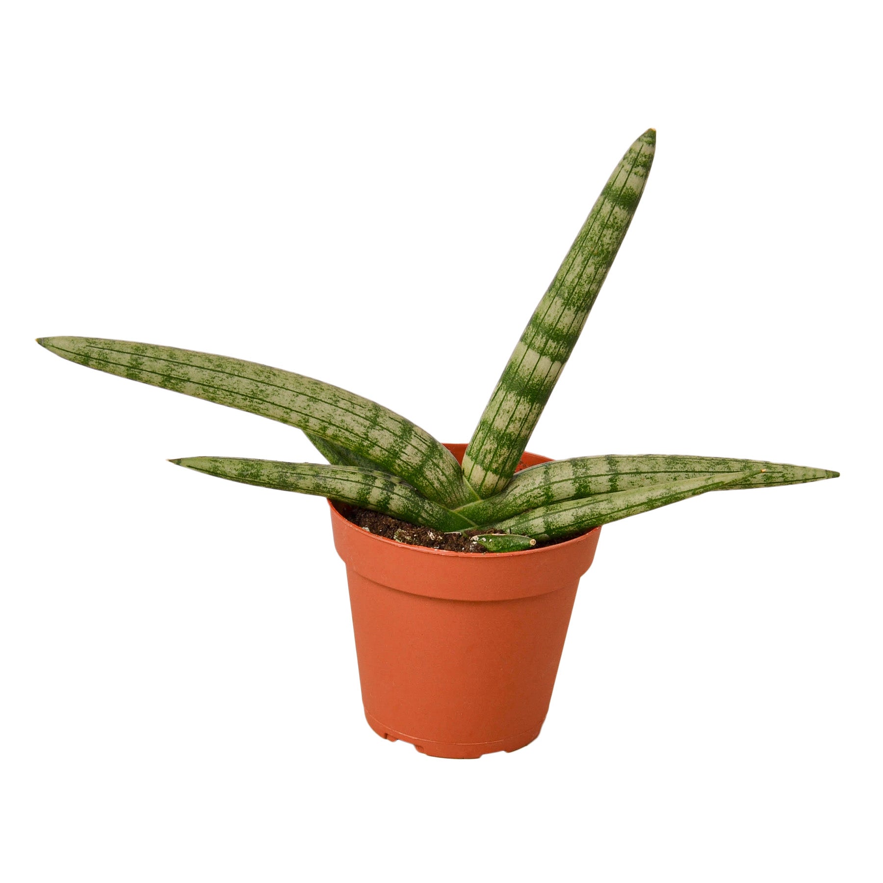 Snake Plant Starfish potted plant