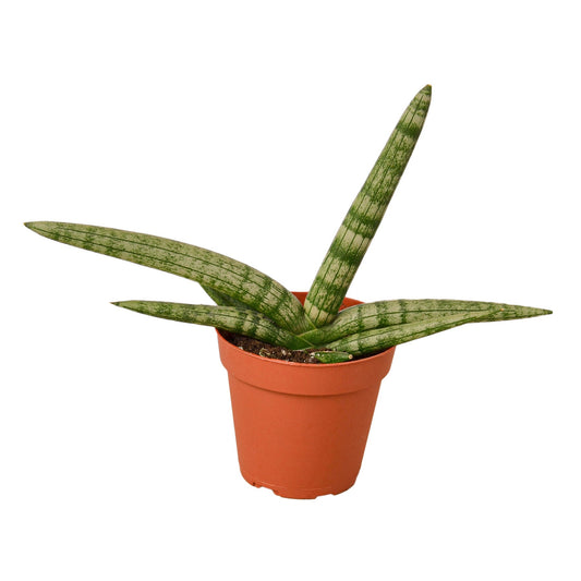 Snake Plant Starfish potted plant