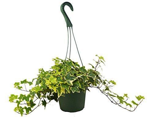 English Ivy Gold Child potted plant