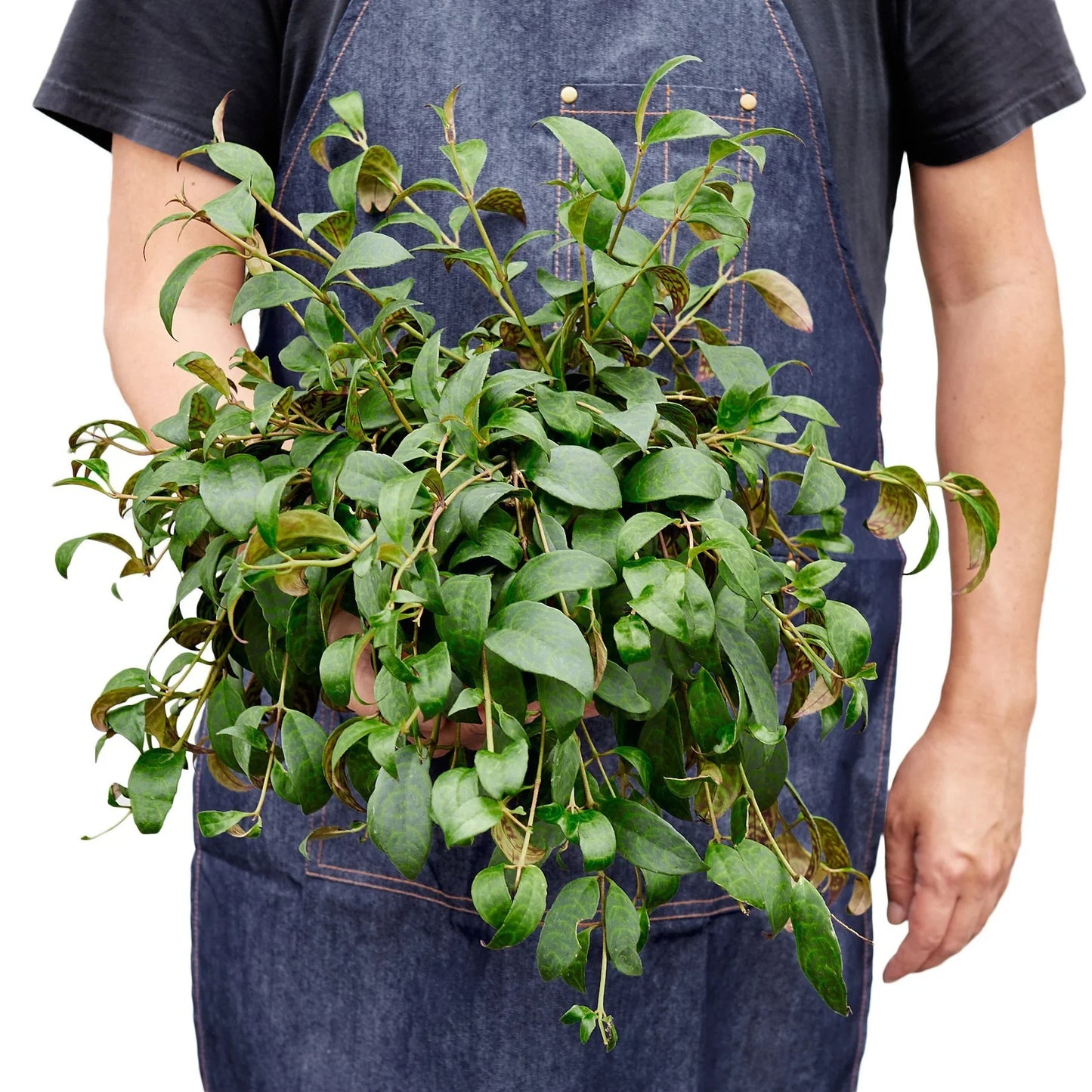 Lipstick Black Pagoda 4" potted plant