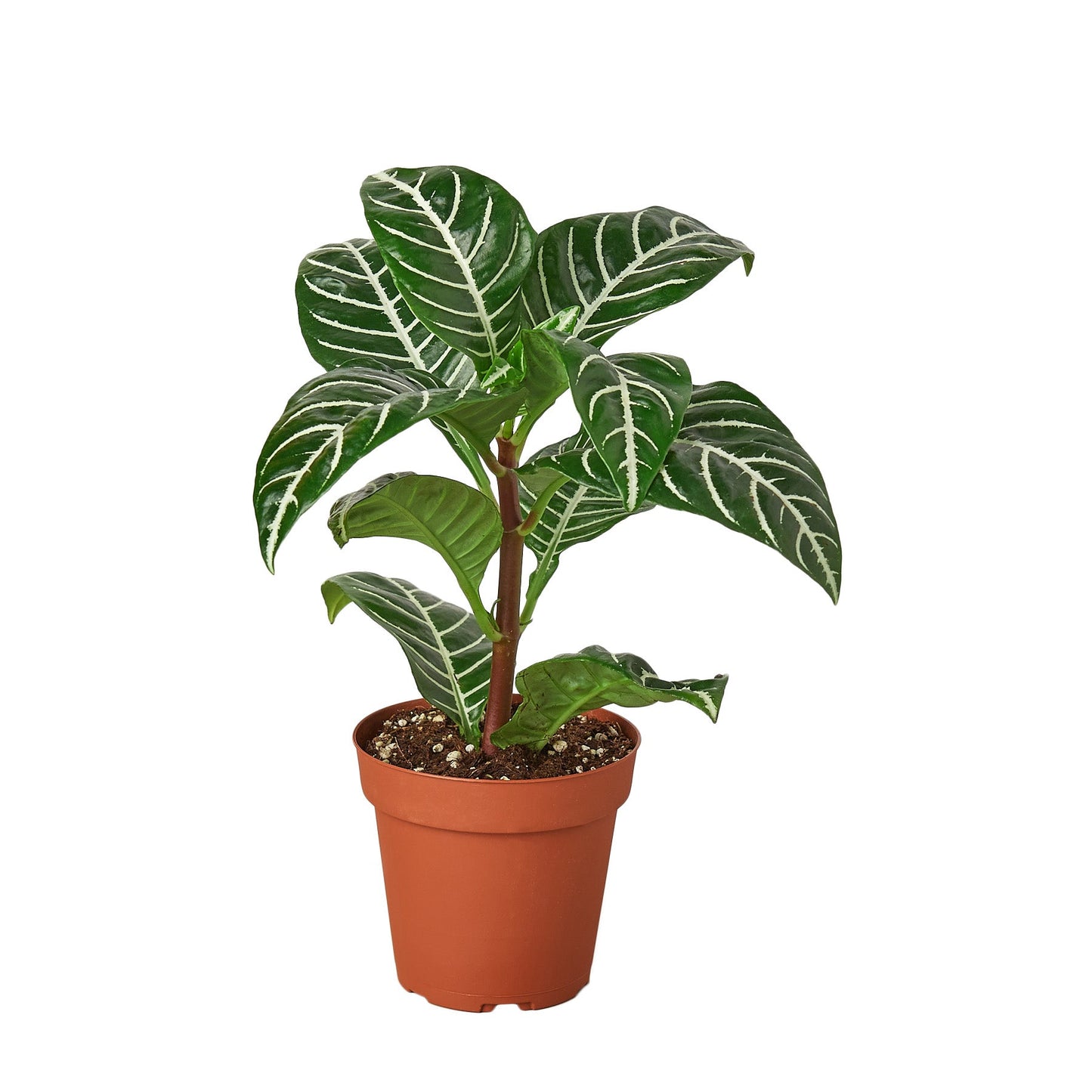Zebra 'Aphelandra' potted plant