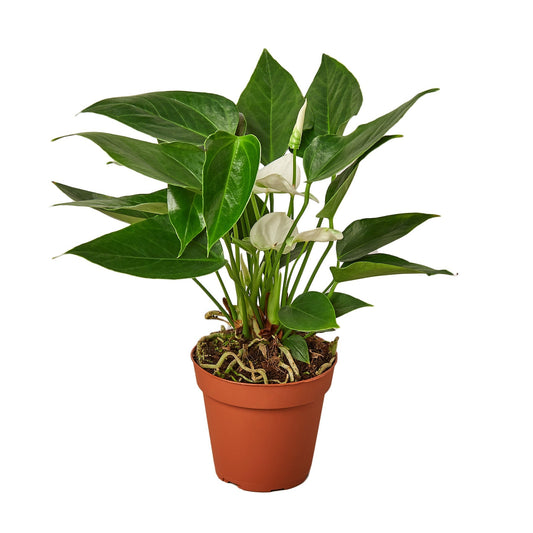 Anthurium 'White' 4" potted plant
