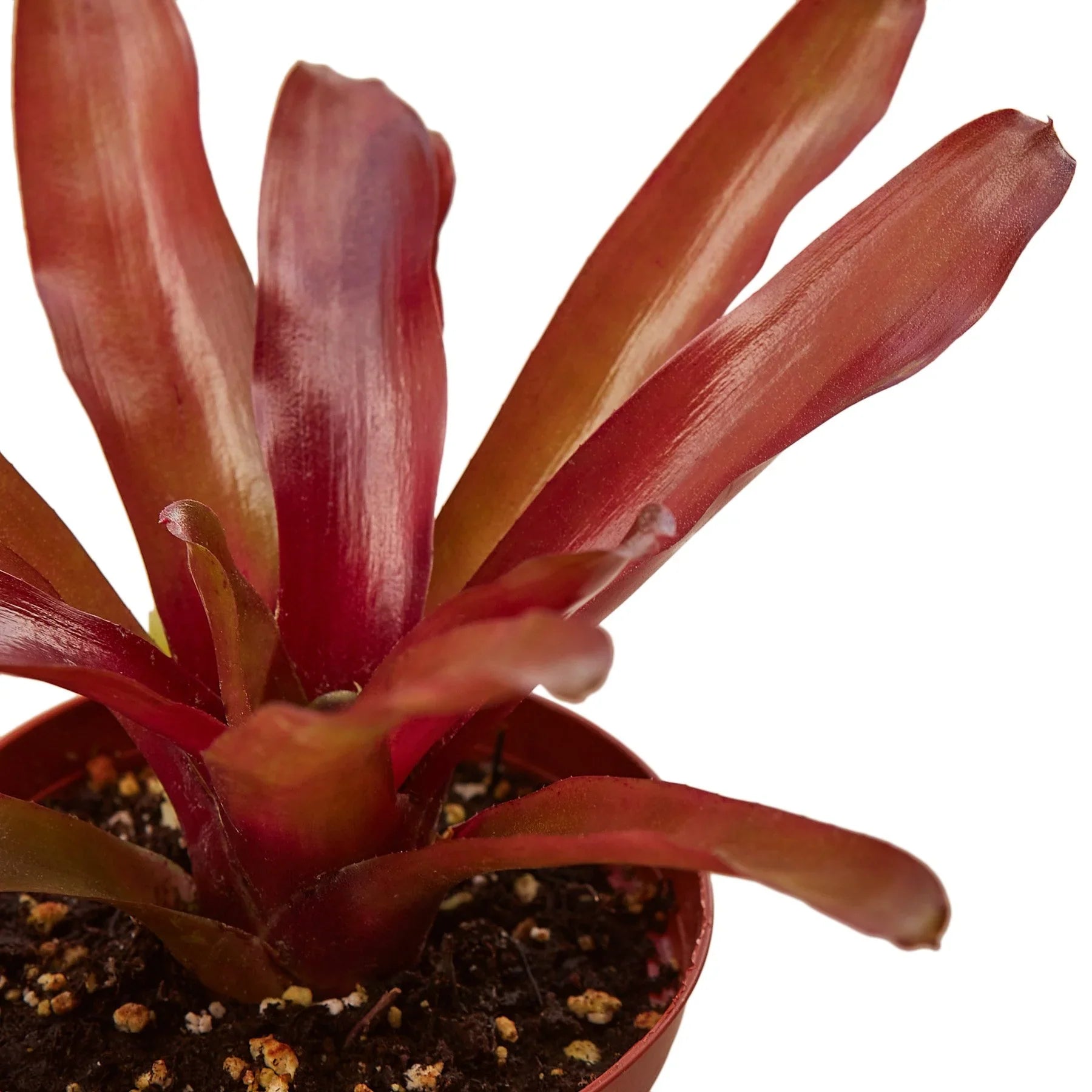Bromeliad 'Fireball' potted plant