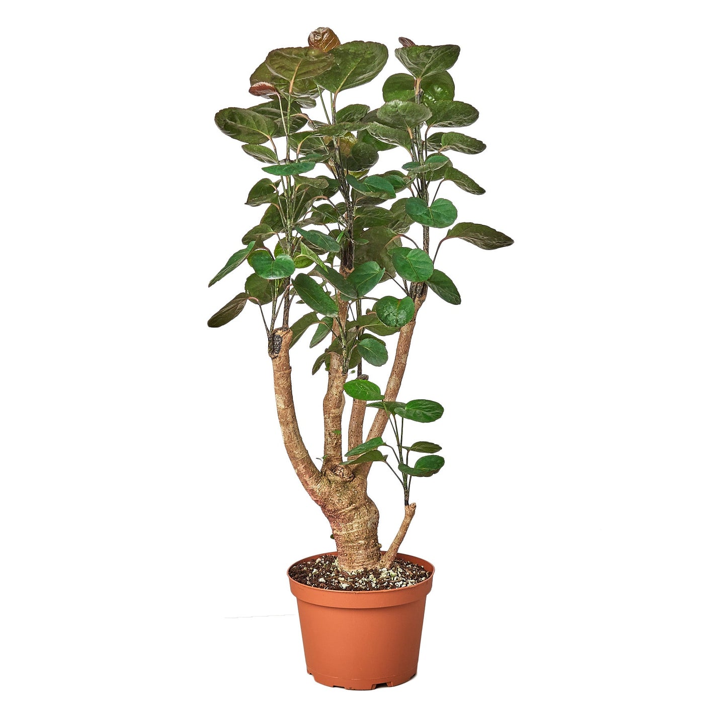 Aralia Fabian Stump 'Polyscias Scutellaria' potted plant