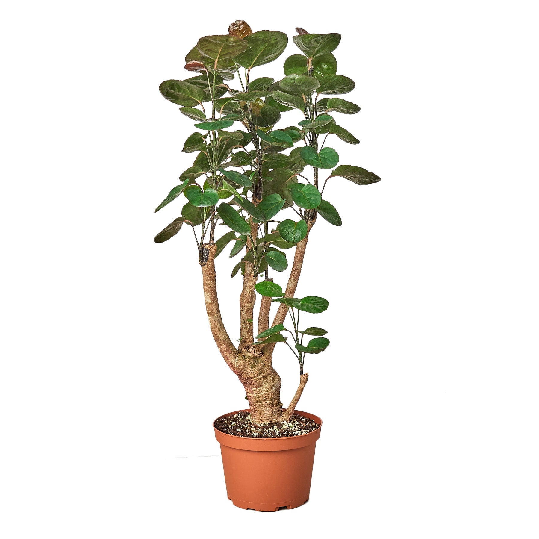 Aralia Fabian Stump 'Polyscias Scutellaria' potted plant
