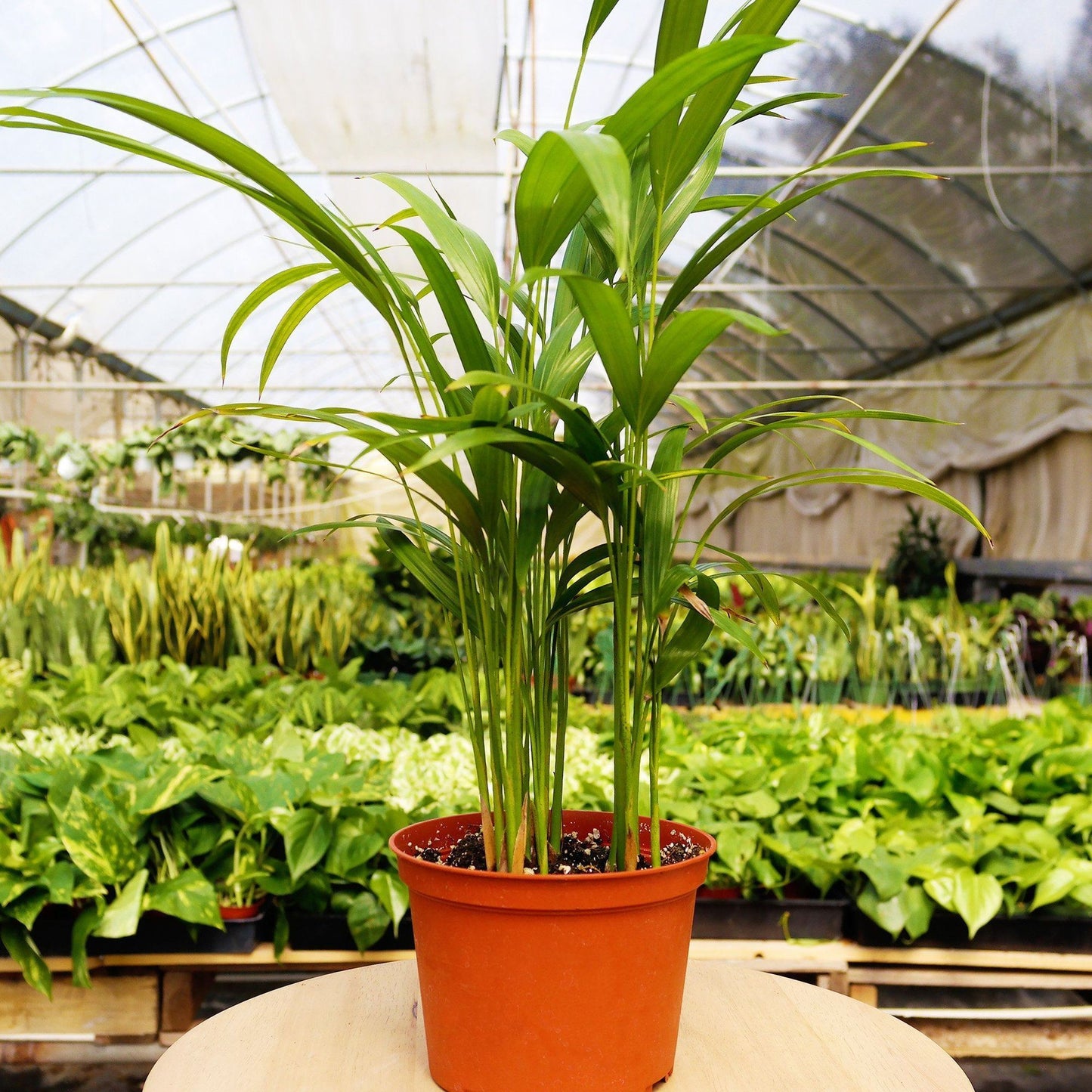 1 Pet Friendly Monthly Subscription Box 4" potted plant