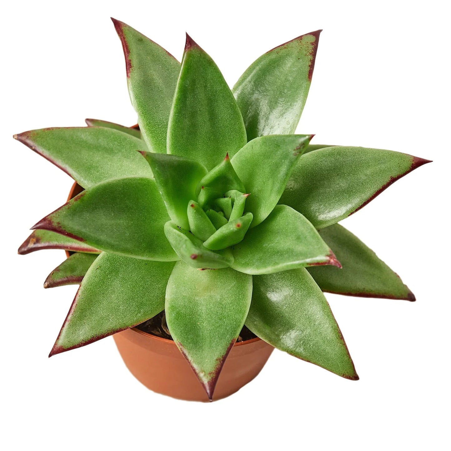 Lipstick Echeveria potted plant