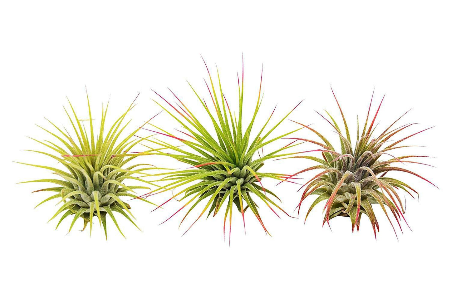3 Ionantha Guatemala Air Plants / Blooms potted plant