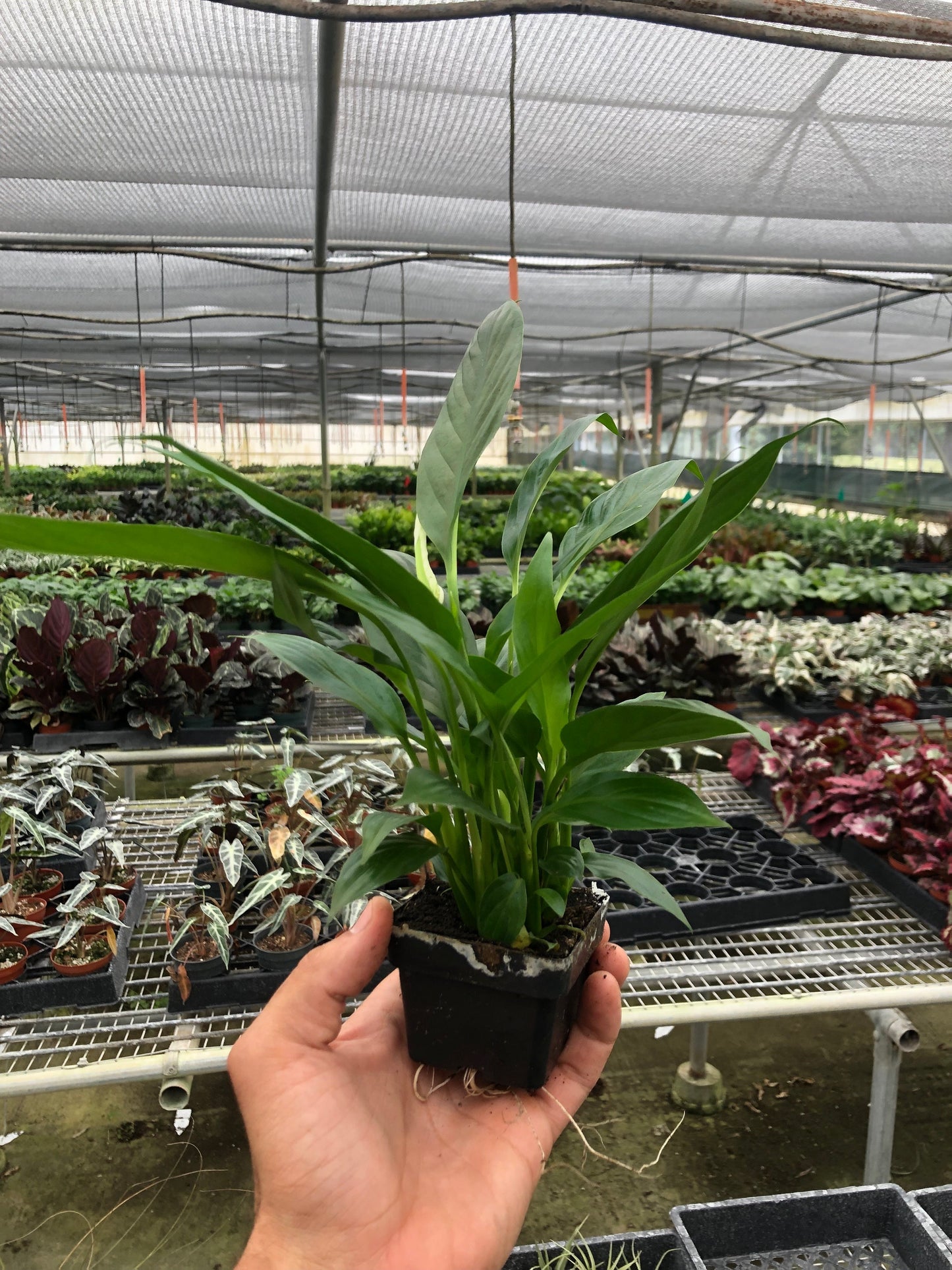 Spathiphyllum 'Peace Lily' potted plant