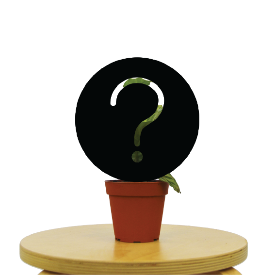 Mystery House Plant B-Grade 4" potted plant