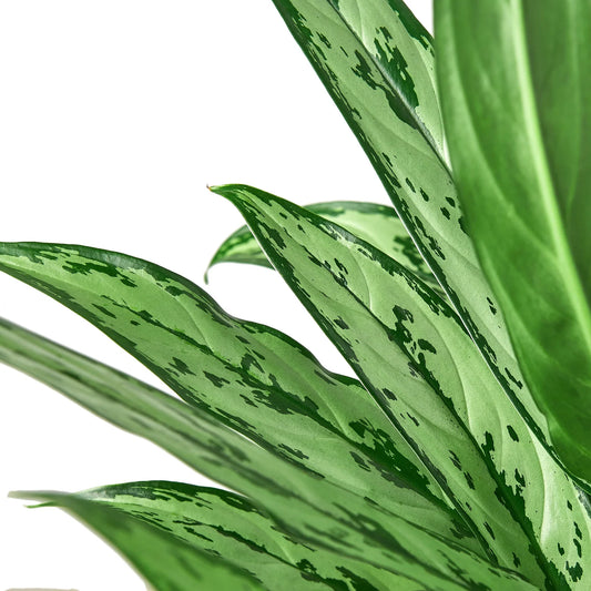Chinese Evergreen 'Cutlass' potted plant