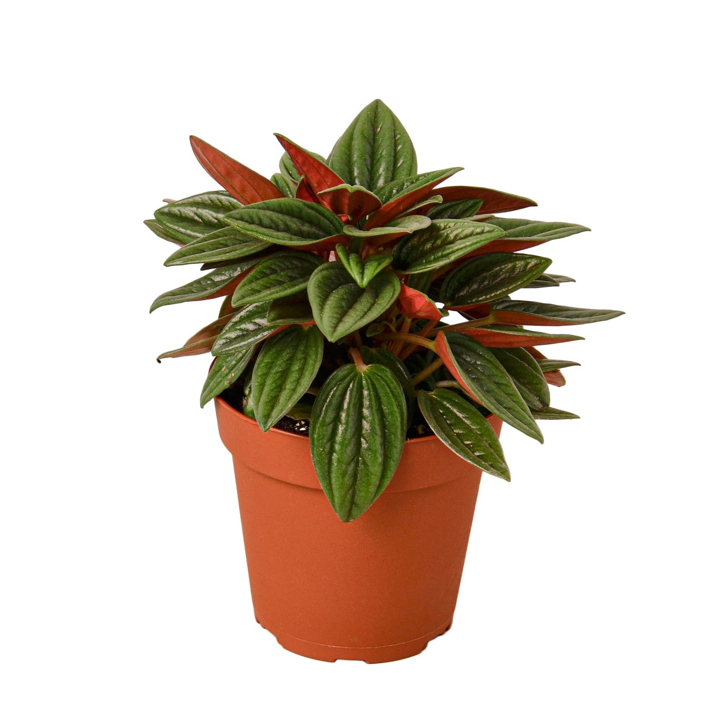 Peperomia Rosso potted plant