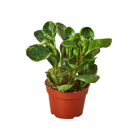 Peperomia 'Marble' 4" potted plant
