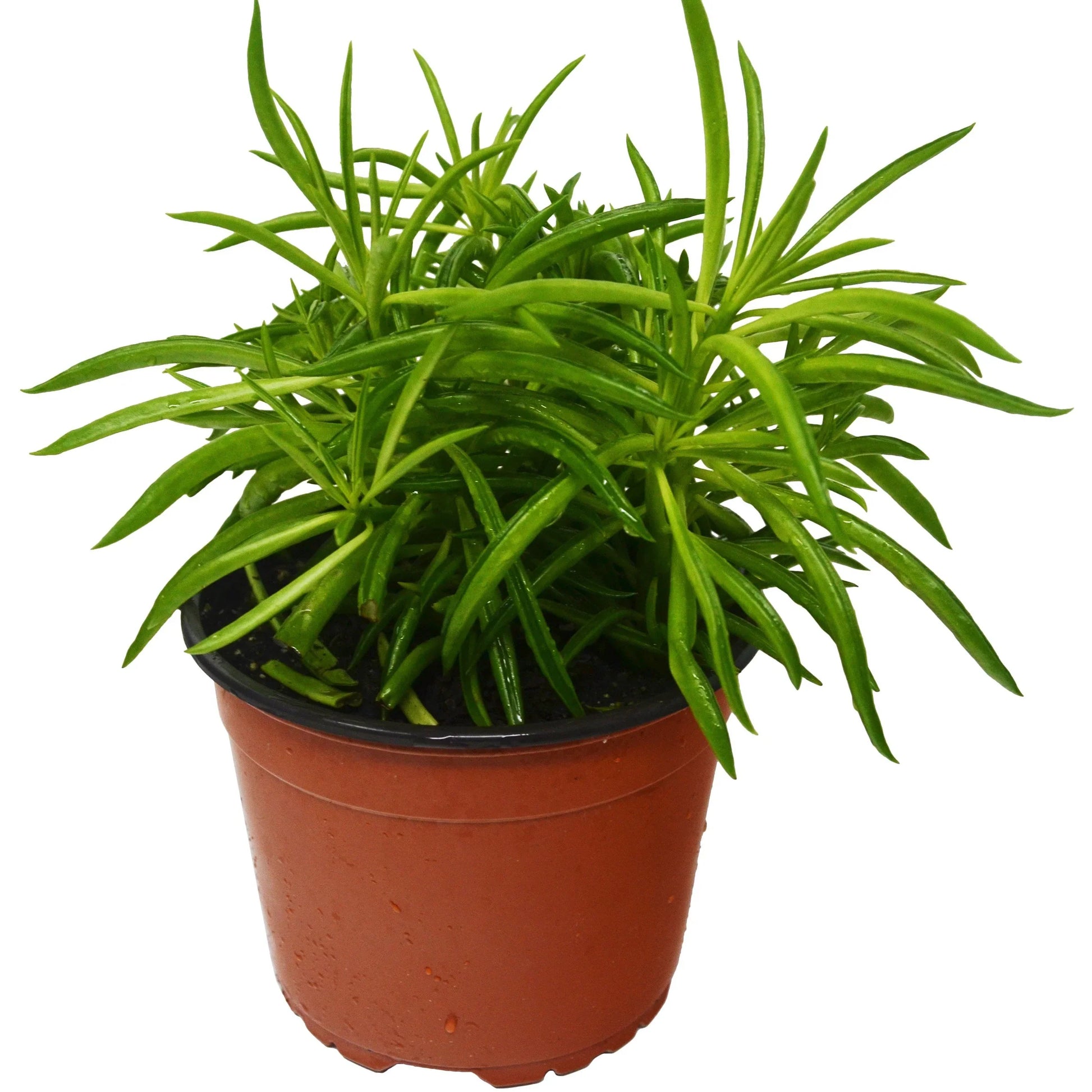 Peperomia 'Green Bean' potted plant