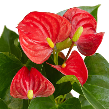 Anthurium 'Red' potted plant