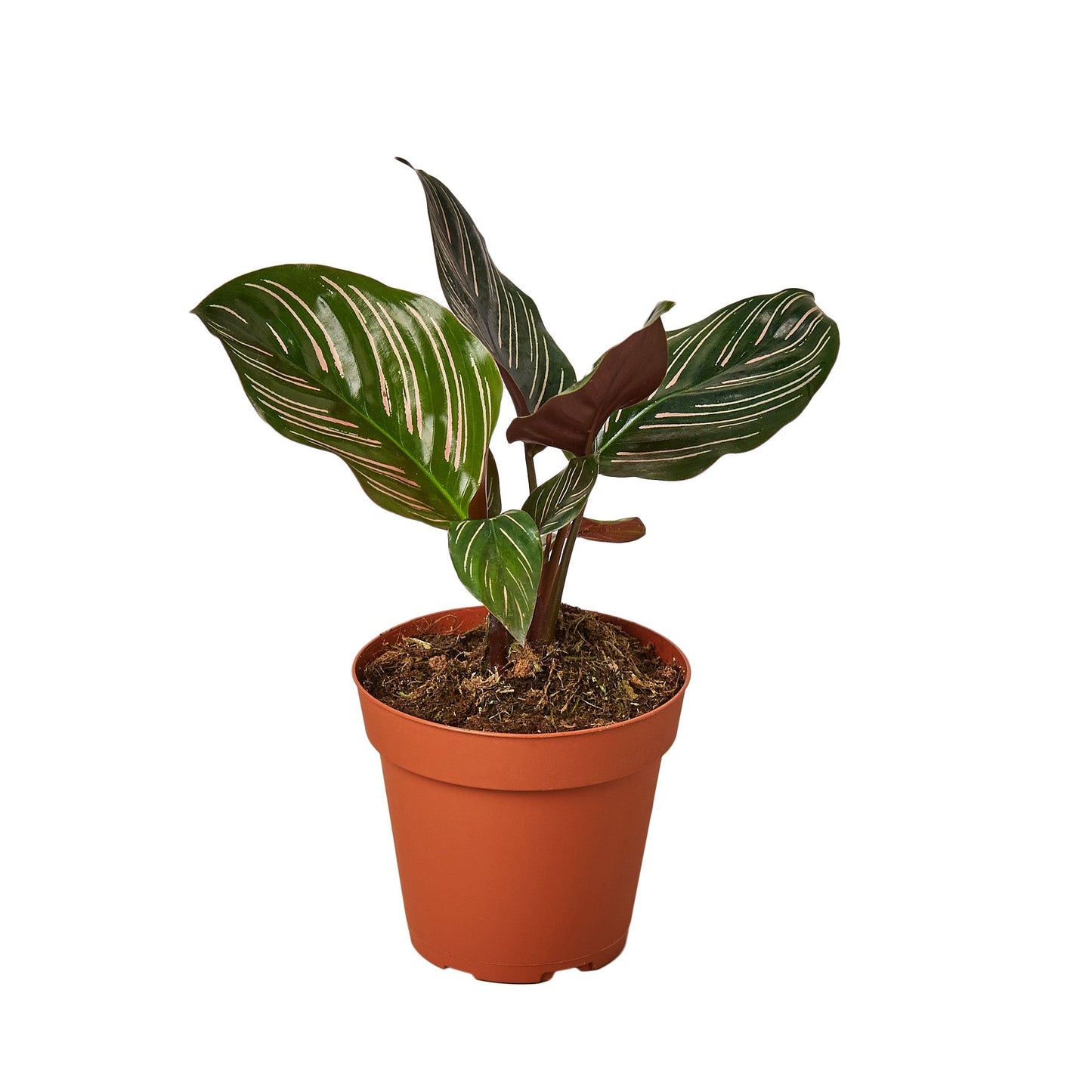 Calathea 'Ornata' 4" potted plant
