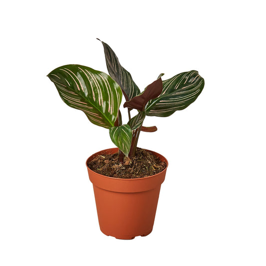 Calathea 'Ornata' 4" potted plant