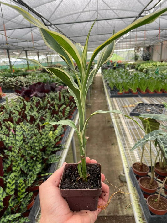 Dracaena 'Sanderiana' potted plant