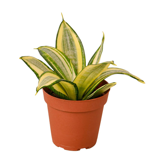 Snake Plant Gold Hahnii potted plant
