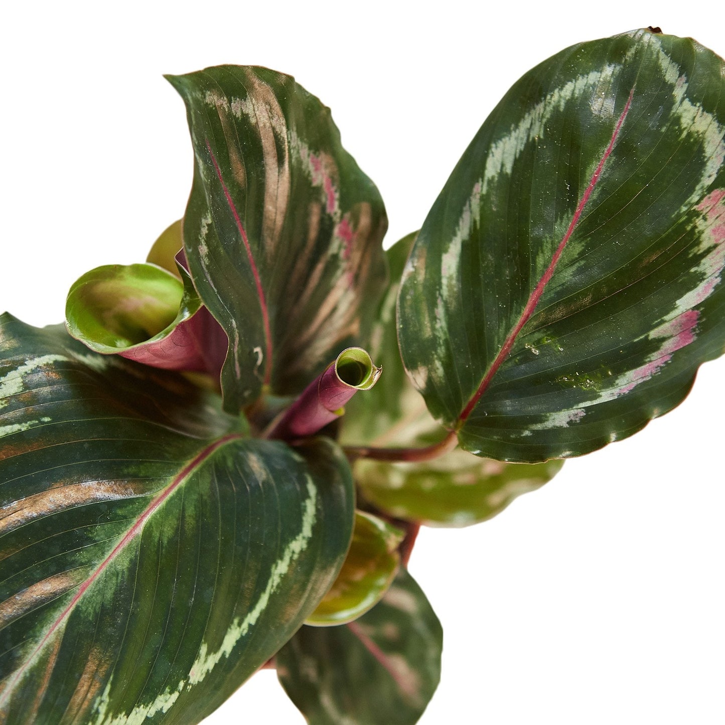 Calathea Roseopicta 'Medallion' potted plant