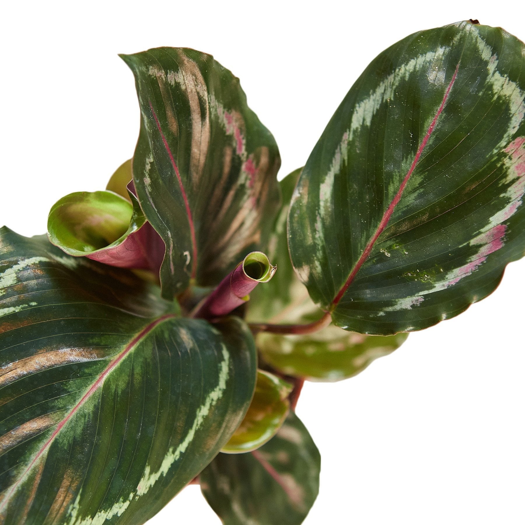 Calathea Roseopicta 'Medallion' potted plant