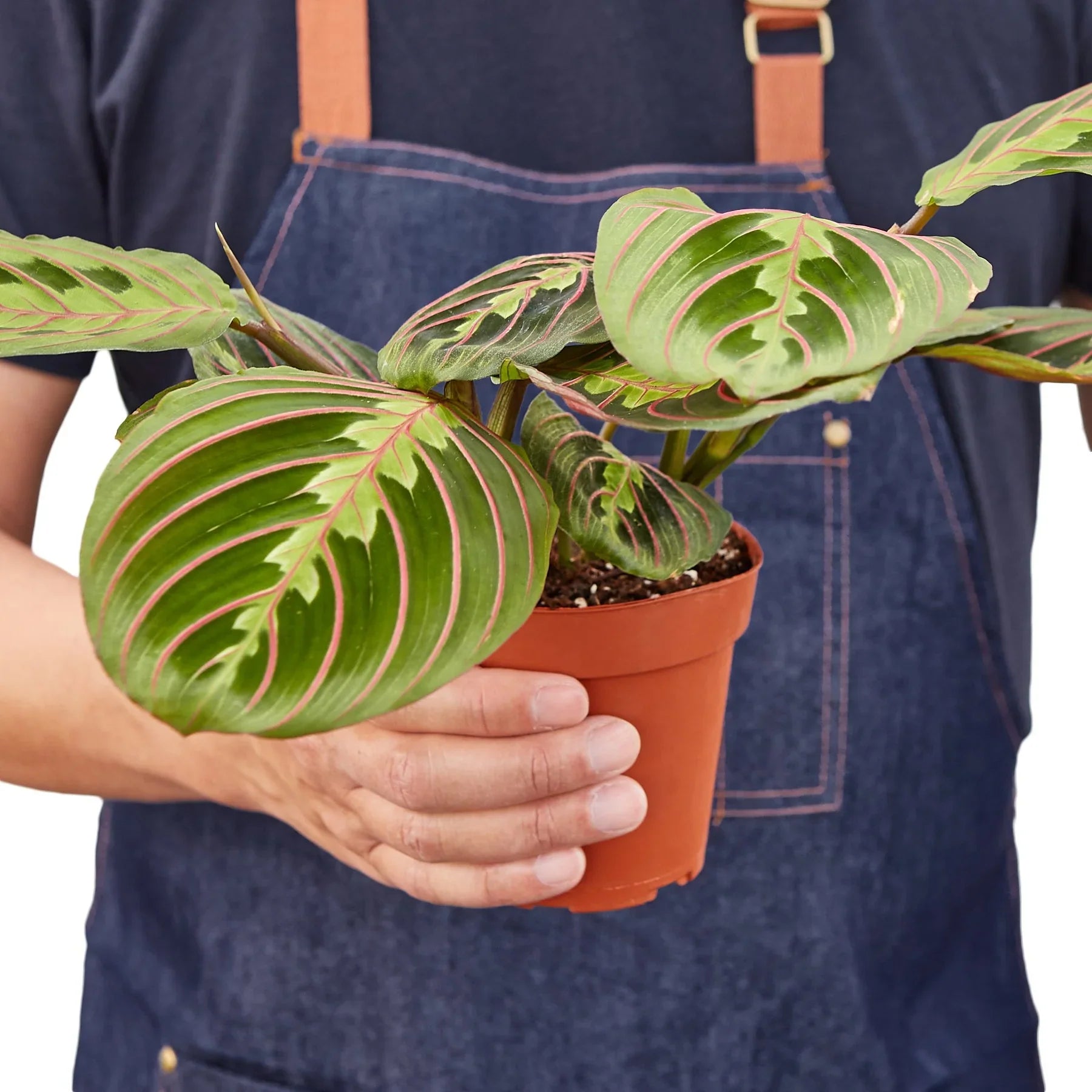Maranta Red Prayer potted plant