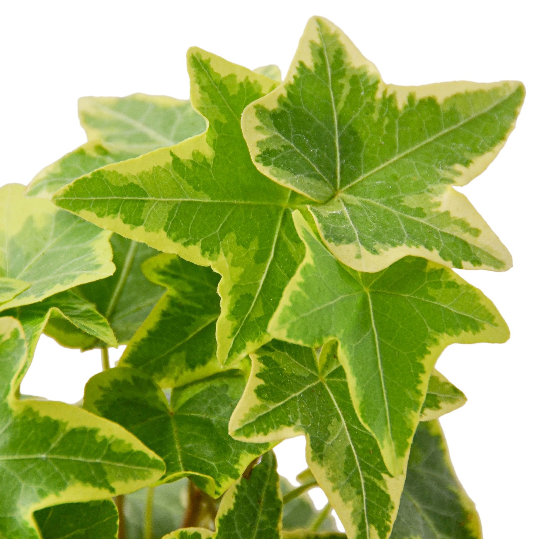English Ivy Gold Child potted plant