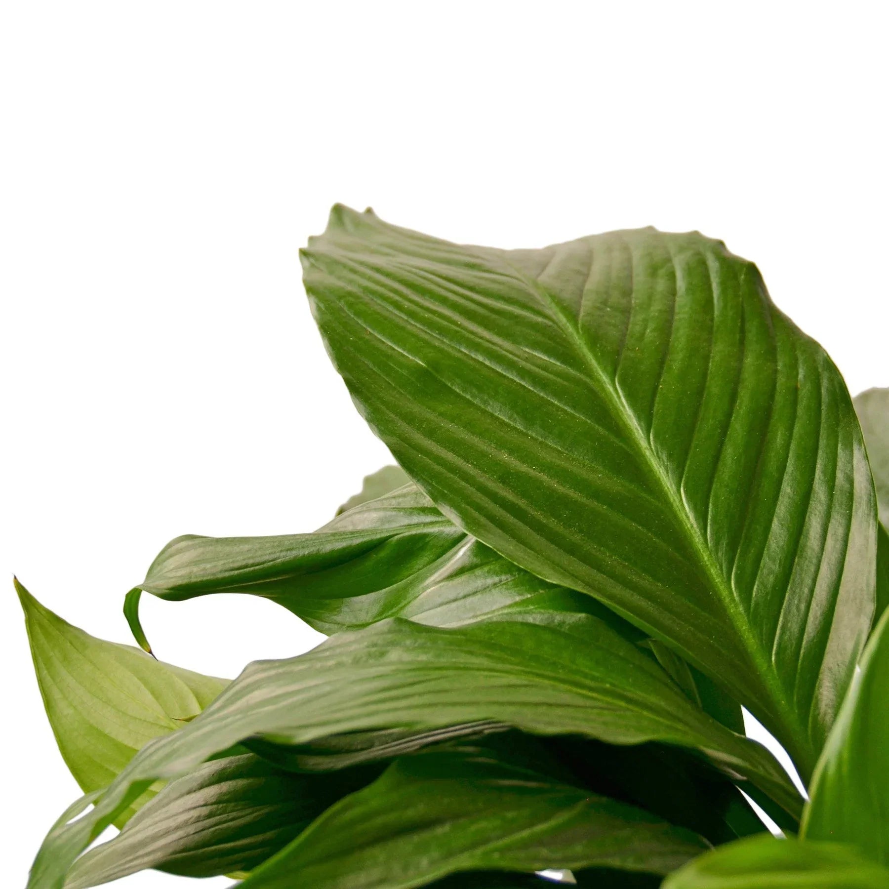 Spathiphyllum 'Peace Lily' potted plant