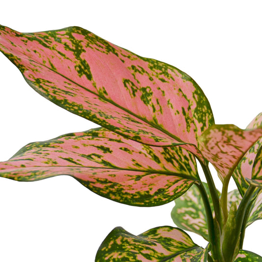 Chinese Evergreen 'Lady Valentine' potted plant
