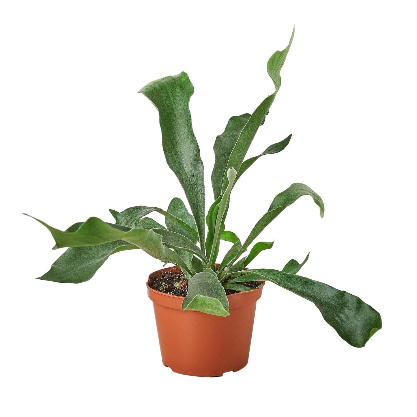 Staghorn Fern 6" potted plant