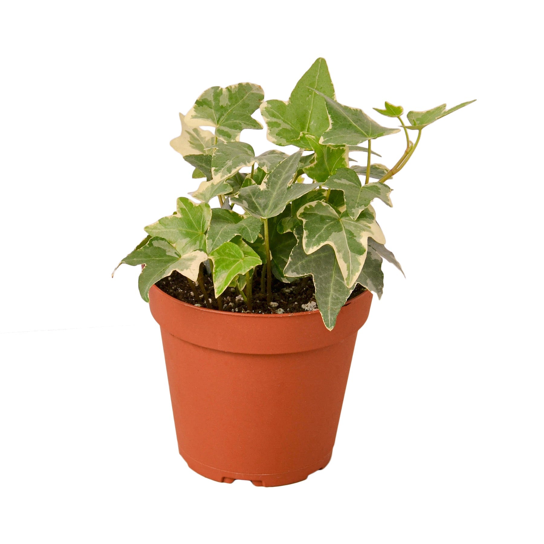 English Ivy 'Glacier' potted plant