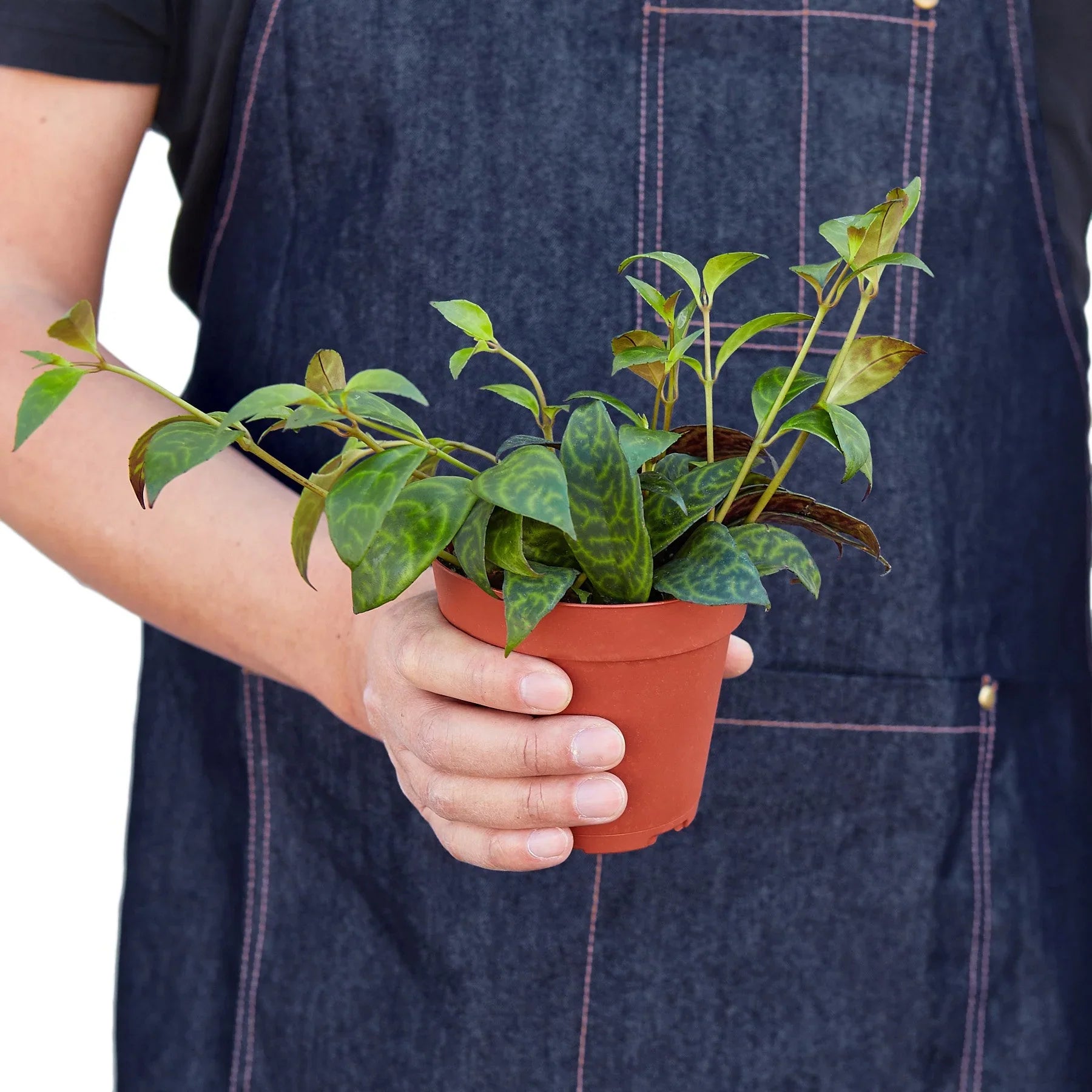 Lipstick Black Pagoda 4" potted plant