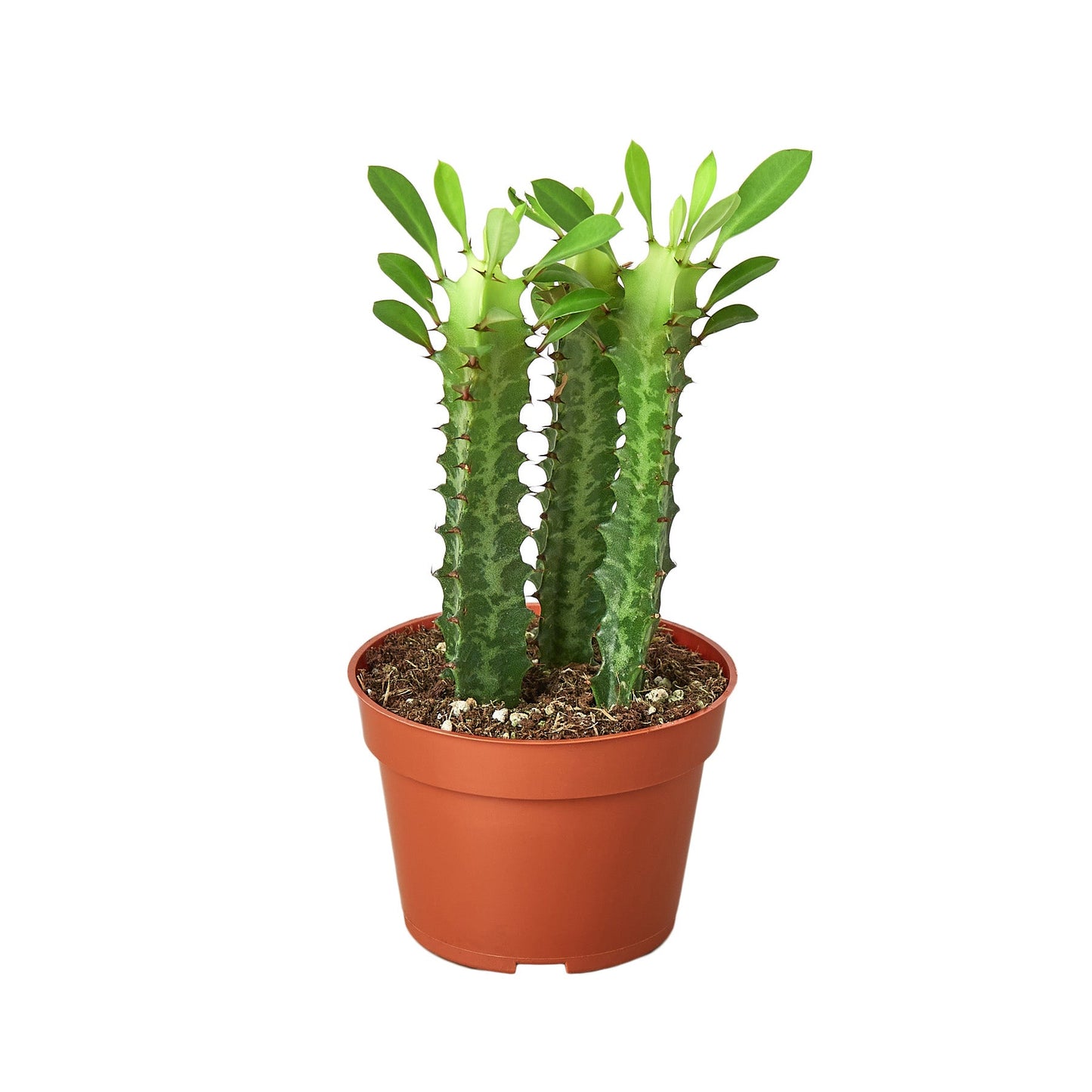 Milkstripe Euphorbia potted plant