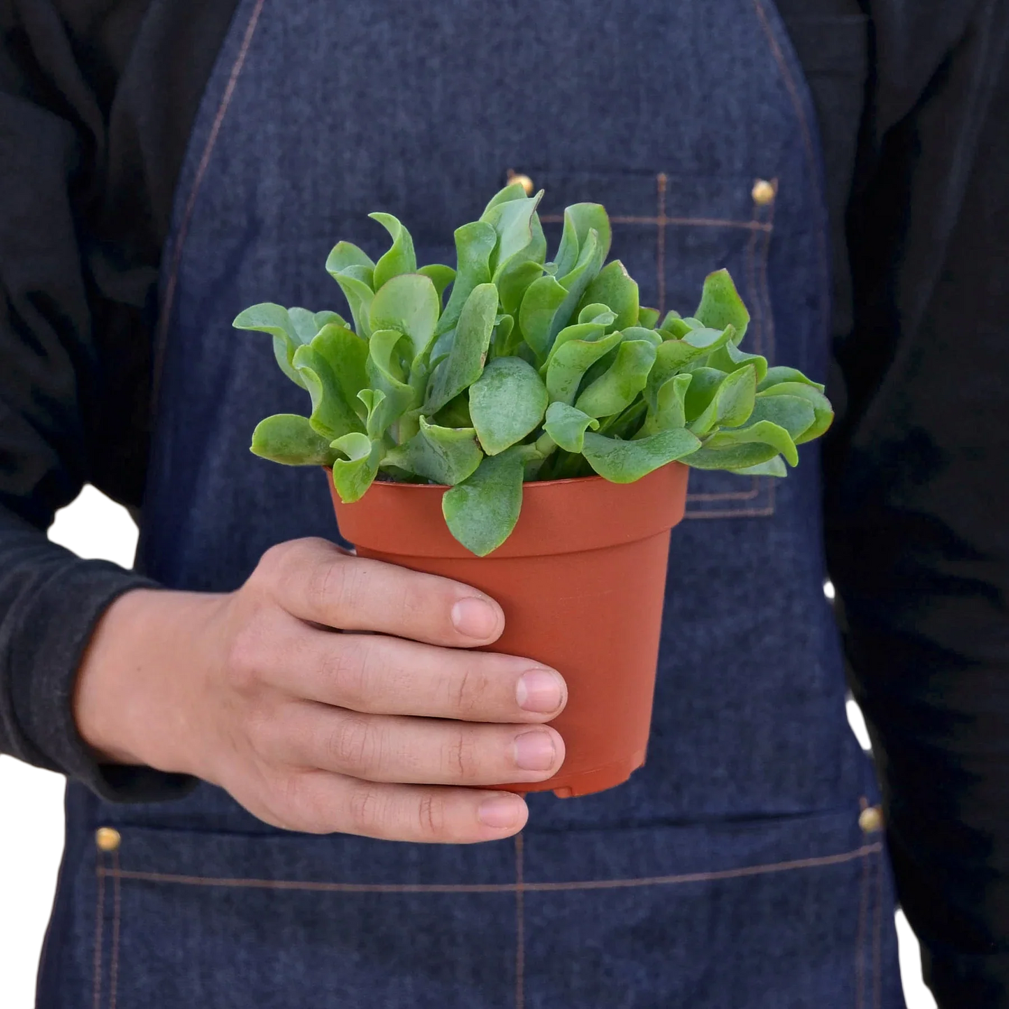 Ripple Jade Succulent potted plant