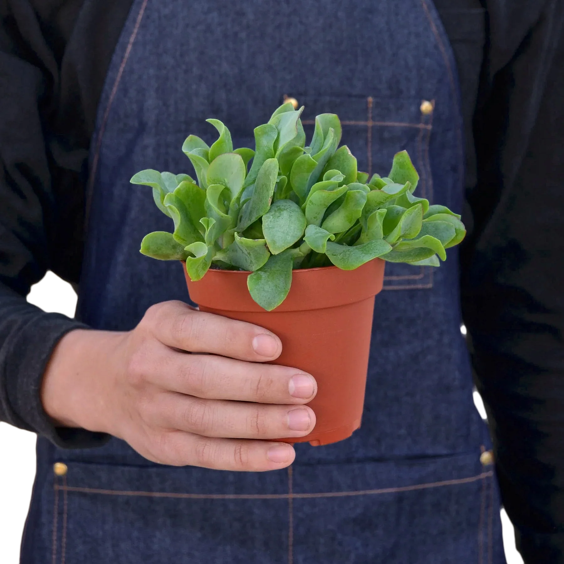 Ripple Jade Succulent potted plant
